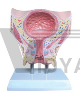  SMD0652:女性盆部经膀胱冠状切模型The model of female pelvis to bladder coronal section(1 part)